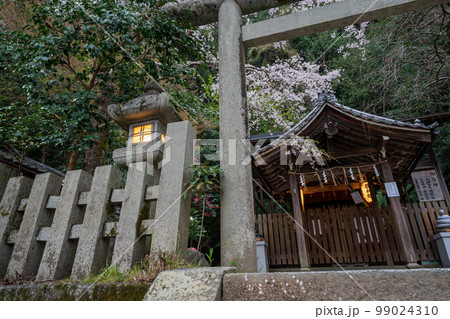 京都市左京区の大豊神社の枝垂れ桜を撮影 京都市左京区の大豊神社の枝垂れ桜を撮影 99024310
