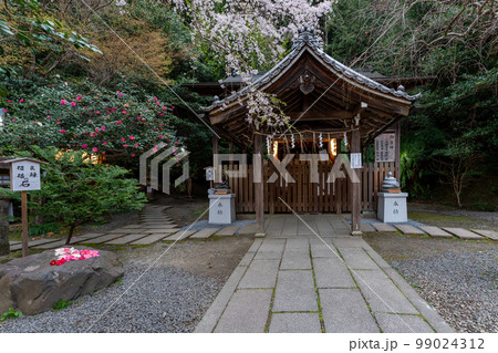 京都市左京区の大豊神社の枝垂れ桜を撮影 京都市左京区の大豊神社の枝垂れ桜を撮影 99024312