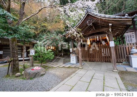 京都市左京区の大豊神社の枝垂れ桜を撮影 京都市左京区の大豊神社の枝垂れ桜を撮影 99024313