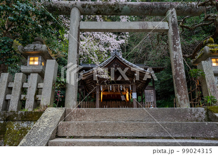 京都市左京区の大豊神社の枝垂れ桜を撮影 京都市左京区の大豊神社の枝垂れ桜を撮影 99024315