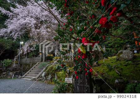 京都市左京区の大豊神社の枝垂れ桜を撮影 99024318