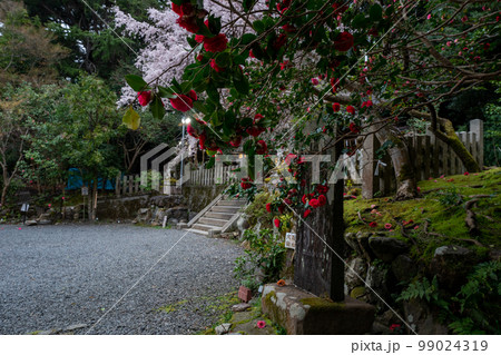 京都市左京区の大豊神社の枝垂れ桜を撮影 京都市左京区の大豊神社の枝垂れ桜を撮影 99024319