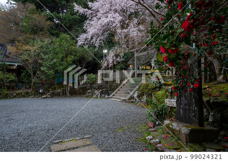 京都市左京区の大豊神社の枝垂れ桜を撮影 99024321