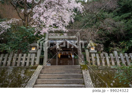 京都市左京区の大豊神社の枝垂れ桜を撮影 京都市左京区の大豊神社の枝垂れ桜を撮影 99024322