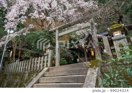 京都市左京区の大豊神社の枝垂れ桜を撮影 京都市左京区の大豊神社の枝垂れ桜を撮影 99024324