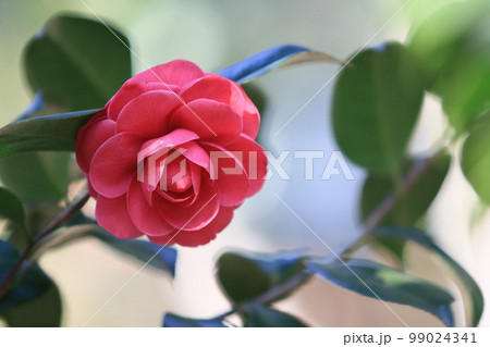 八重咲の椿　椿の花　千重咲きの椿　赤いツバキ 99024341