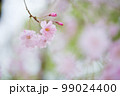 ピンクと緑のボケの中に咲く一枝の枝垂れ桜 99024400