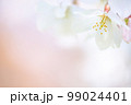 淡いボケの中に咲く一輪の桜 99024401