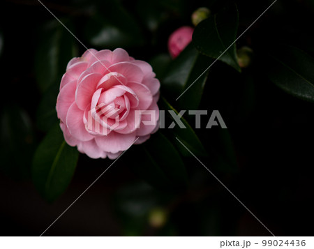 木陰に咲く桃色の椿の花　1月 99024436