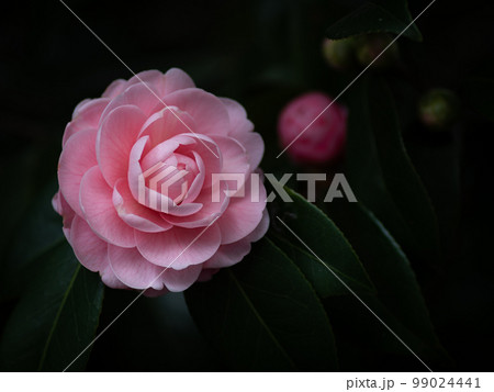 木陰に咲く桃色の椿の花　1月 99024441