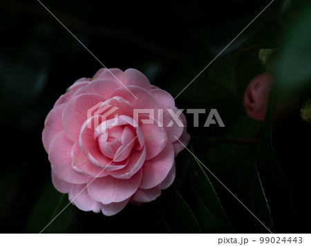 木陰に咲く桃色の椿の花　1月 99024443