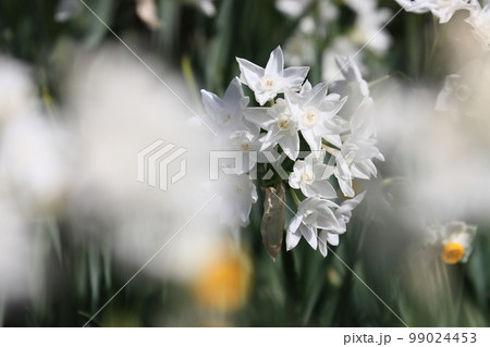 水仙　ペーパーホワイト　白い水仙 99024453