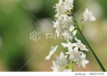 水仙　ペーパーホワイト　白い水仙 99024455