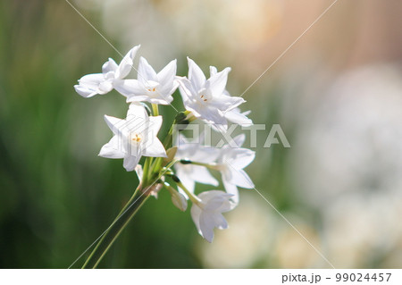 水仙　ペーパーホワイト　白い水仙 99024457