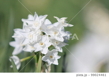 水仙　ペーパーホワイト　白い水仙 99024461