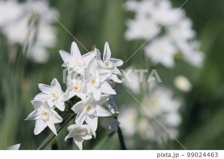 水仙　ペーパーホワイト　白い水仙 99024463