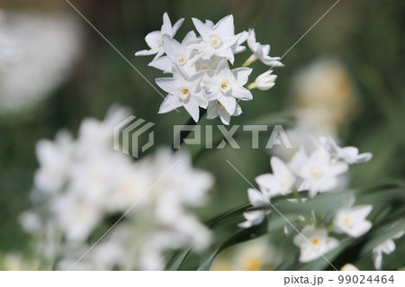 水仙 ペーパーホワイト 白い水仙 水仙 ペーパーホワイト 白い水仙 99024464