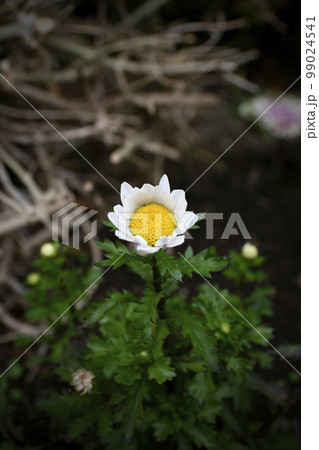 マーガレット 99024541