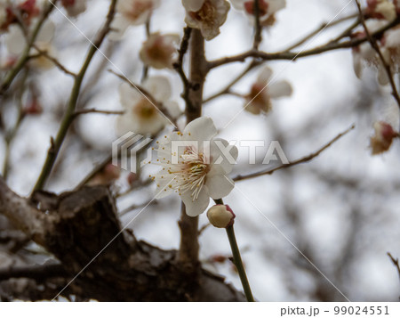 梅の花 梅の花 99024551