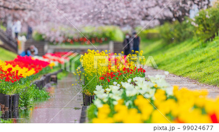 【神奈川県】江川せせらぎ緑道の春風景・満開の菜の花・4月 ※自然風景 【神奈川県】江川せせらぎ緑道の春風景・満開の菜の花・4月 ※自然風景 99024677