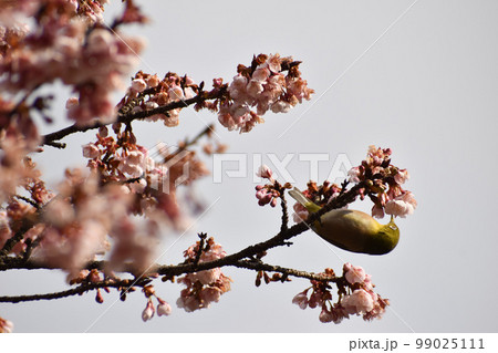 早春の寒桜とメジロ 99025111
