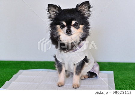 シニアチワワ トイレ 犬用トイレシーツ シニアチワワ トイレ 犬用トイレシーツ 99025112