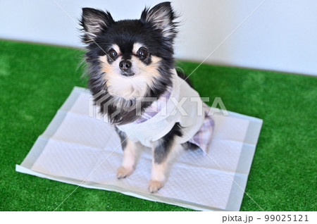 シニアチワワ トイレ 犬用トイレシーツ シニアチワワ トイレ 犬用トイレシーツ 99025121