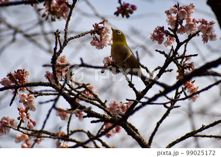 早春の寒桜とメジロ 99025172