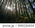 林 森 樹林 99026404