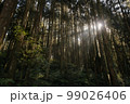林 森 樹林 99026406