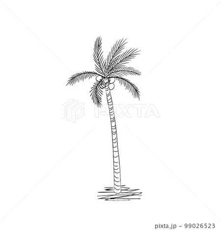 ヤシの木のイラスト3のイラスト素材 [99026523] - PIXTA