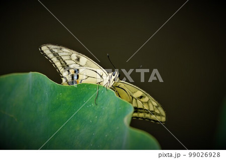 蓮とアゲハ蝶。 蓮とアゲハ蝶。 99026928