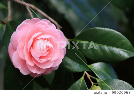 八重咲の椿　椿の花　千重咲きの椿 99026968