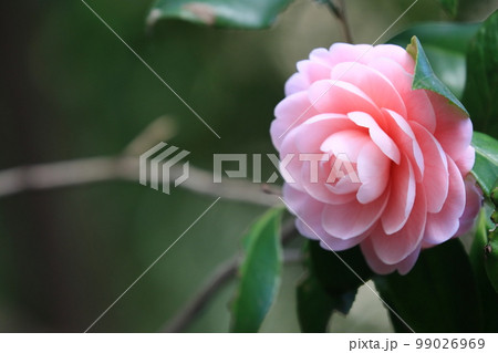 八重咲の椿 椿の花 千重咲きの椿 八重咲の椿 椿の花 千重咲きの椿 99026969