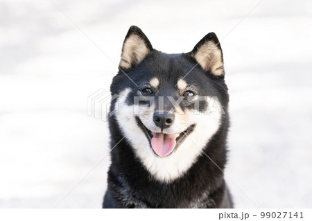 お座りして微笑む黒い柴犬のバストアップ 99027141