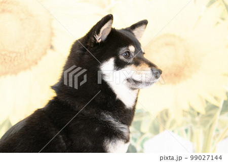 向日葵と笑顔の柴犬の横顔 向日葵と笑顔の柴犬の横顔 99027144