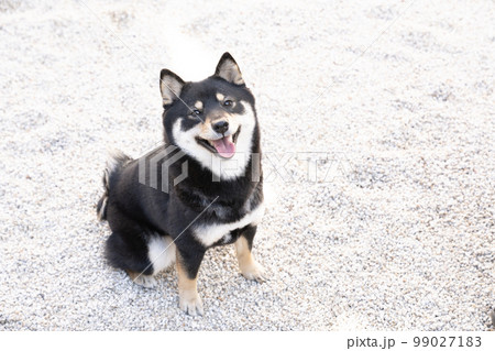 お座りして微笑む黒い柴犬 お座りして微笑む黒い柴犬 99027183
