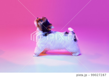 Studio image of cute little Biewer Yorkshire Terrier, dog, puppy looking upwards over pink background in neon light. Concept of animal and care Studio image of cute little Biewer Yorkshire Terrier, dog, puppy looking upwards over pink background in neon light. Concept of animal and care 99027287