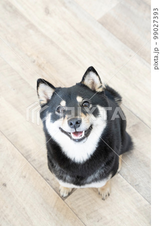 見上げて微笑む柴犬 99027393