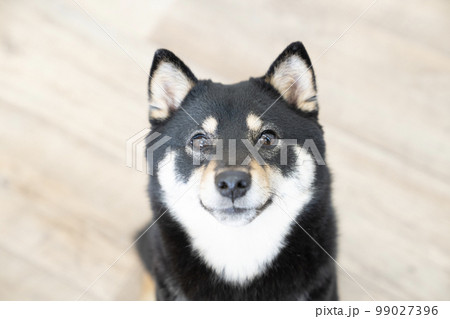 見上げて微笑む柴犬 99027396