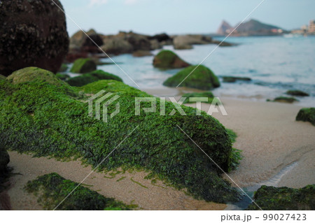 海の波打ち際にある岩に生えたコケ(アオサ)のある風景 海の波打ち際にある岩に生えたコケ(アオサ)のある風景 99027423