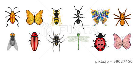Insect set, butterfly ant dragonfly wasp fly ladybug beetle spider. Zoological icons, decor elements, vector Insect set, butterfly ant dragonfly wasp fly ladybug beetle spider. Zoological icons, decor elements, vector 99027450