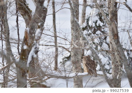 明るい時間に出会えた野生のシマフクロウ(北海道) 明るい時間に出会えた野生のシマフクロウ(北海道) 99027539