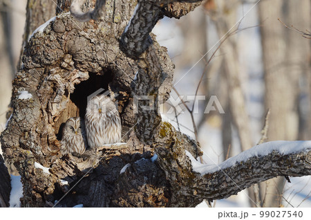 樹洞の中で寄り添う二羽のフクロウ（北海道） 99027540