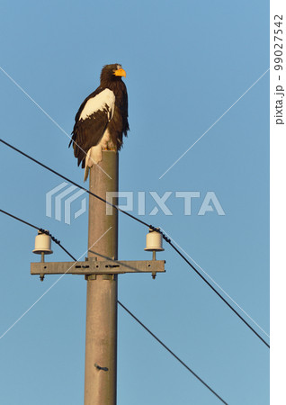 晴天の道東で出会った電柱に止まるオオワシ(北海道) 晴天の道東で出会った電柱に止まるオオワシ(北海道) 99027542