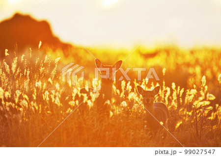 朝焼けに染まるエゾシカの群れとススキ（北海道） 99027547