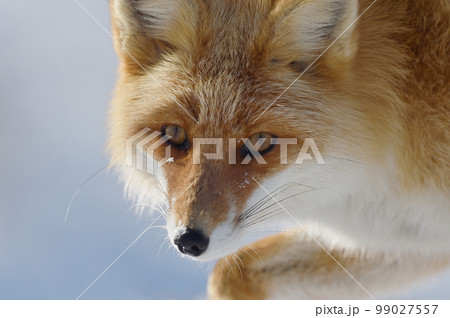 冬に出会ったキタキツネの顔(北海道) 冬に出会ったキタキツネの顔(北海道) 99027557