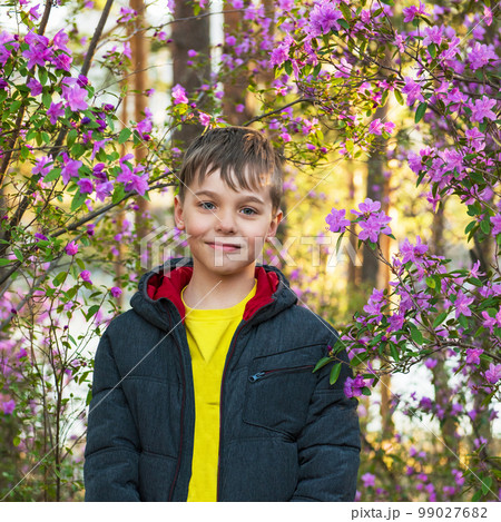 Blooming of Rhododendron flowers 99027682