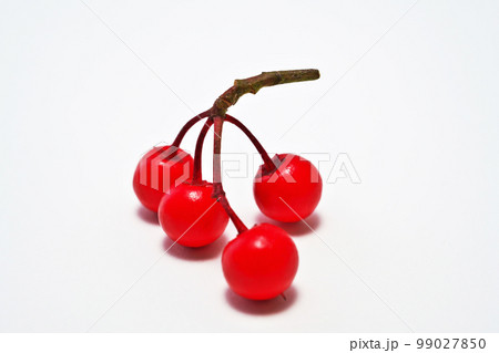 赤いマンリョウの実（冬、二月） 99027850