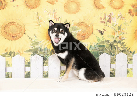 Sunflower and smiling Shiba Inu - Stock Photo [99028128] - PIXTA